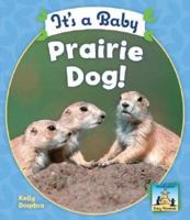 It's a Baby Prairie Dog!