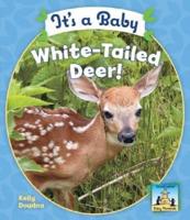 It's a Baby White-Tailed Deer!