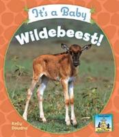 It's a Baby Wildebeest!