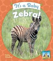 It's a Baby Zebra!