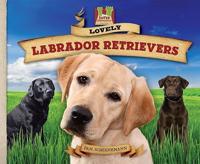 Lovely Labrador Retrievers