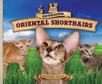 Outgoing Oriental Shorthairs