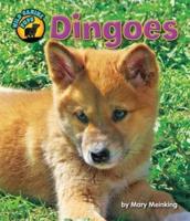 Dingoes