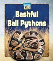 Bashful Ball Pythons
