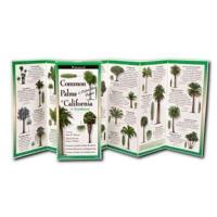 Common Palms of California & Southwest