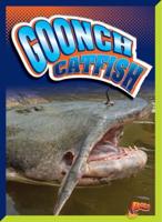 Goonch Catfish