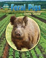 Feral Pigs