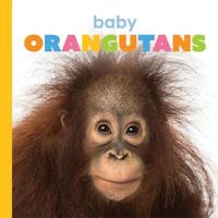 Baby Orangutans