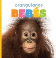 Orangutanes Bebés