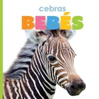 Cebras Bebés