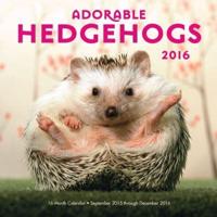 Adorable Hedgehogs 2016