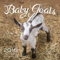Baby Goats 2016