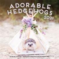 Adorable Hedgehogs 2021
