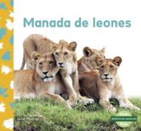 Manada De Leones