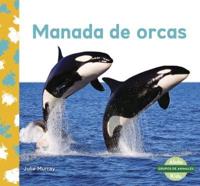Manada De Orcas