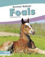Foals. Paperback