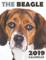 The Beagle 2019 Calendar