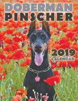 Doberman Pinscher 2019 Calendar