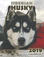 The Siberian Husky 2019 Calendar