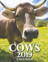 Cows 2019 Calendar