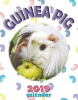 Guinea Pig 2019 Calendar