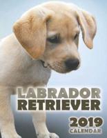 Labrador Retriever 2019 Calendar