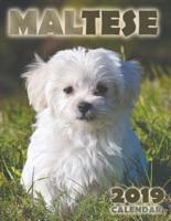 Maltese 2019 Calendar