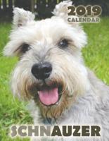 Schnauzer 2019 Calendar