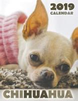 Chihuahua 2019 Calendar