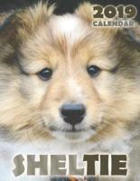 Sheltie 2019 Calendar