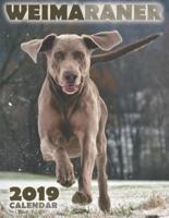 Weimaraner 2019 Calendar