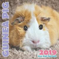 Guinea Pig 2019 Mini Wall Calendar