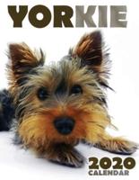 Yorkie 2020 Calendar