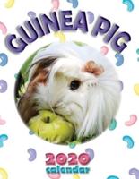 Guinea Pig 2020 Calendar