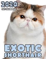 Exotic Shorthair 2020 Cat Calendar