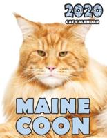 Maine Coon 2020 Cat Calendar
