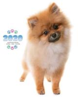 2020 Pomeranian Planner - Weekly - Daily - Monthly