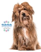 2020 Havanese Planner - Weekly - Daily - Monthly