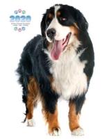 2020 Bernese Mountain Dog Planner - Weekly - Daily - Monthly