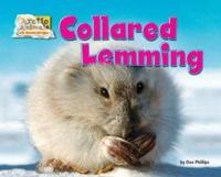 Collared Lemming