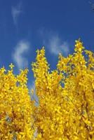 2020 Daily Planner Forsythia Against Pretty Sky 388 Pages