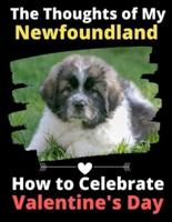 The Thoughts of My Newfoundland