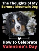 The Thoughts of My Bernese Mountain Dog