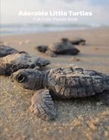 Adorable Little Turtles Full-Color Picture Book