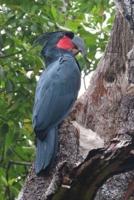 Great Black Cockatoo Bird Journal
