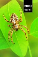 Spider Insect Week Planner Weekly Organizer Calendar 2020 / 2021 - Exploring Leaf
