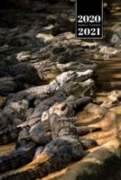 Crocodile Alligator Gharial Caiman Reptile Week Planner Weekly Organizer Calendar 2020 / 2021 - Large Family
