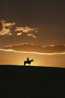 2020 Daily Planner Horse Photo Equine Breathtaking Cowboy Sunset 388 Pages