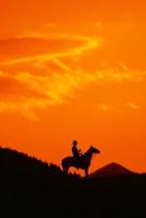 2020 Daily Planner Horse Photo Equine Sunset Cowboy Silhouette 388 Pages