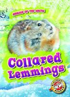 Collared Lemmings